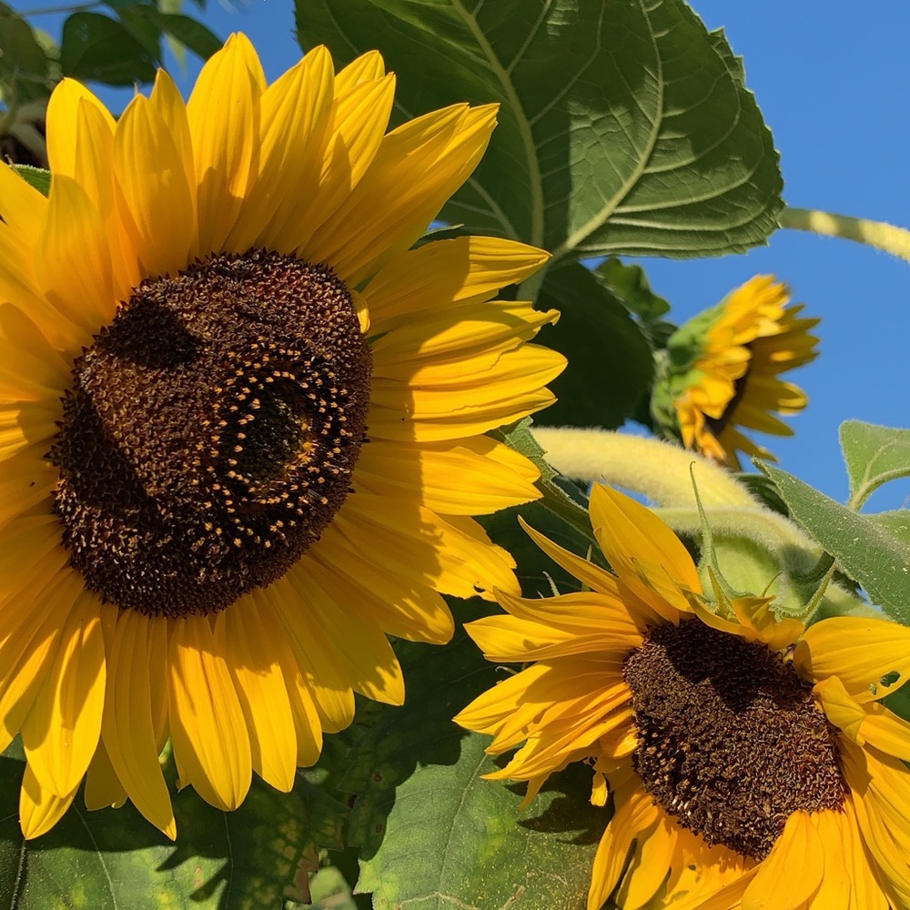 Meet your Posher, Abby